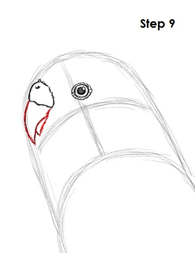 Budgie Parakeet Drawing 9 Draw Parakeet Bird 9