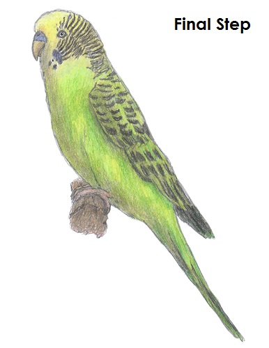 Budgie Parakeet Drawing Draw Parakeet Bird