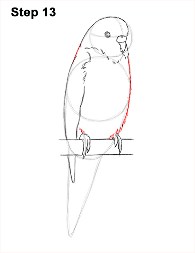 How to Draw Cute Budige Budgerigar Parakeet Bird Color Blue 13