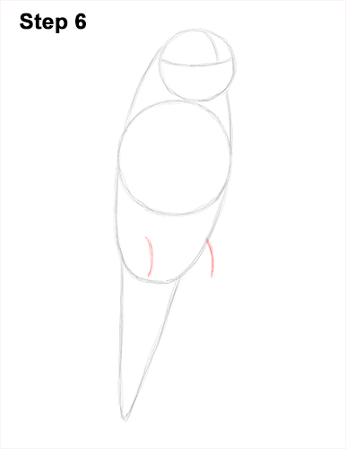 How to Draw Cute Budige Budgerigar Parakeet Bird Color Blue 6