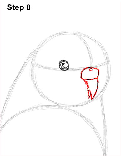 How to Draw Cute Budige Budgerigar Parakeet Bird Color Blue 8