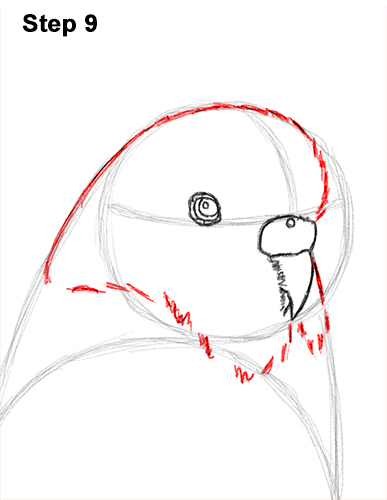 How to Draw Cute Budige Budgerigar Parakeet Bird Color Blue 9