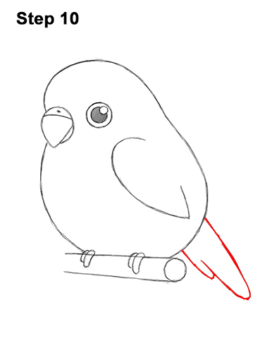 Draw a Cartoon Budgie 10 How to Draw Cute Cartoon Budgie Parakeet Bird 10