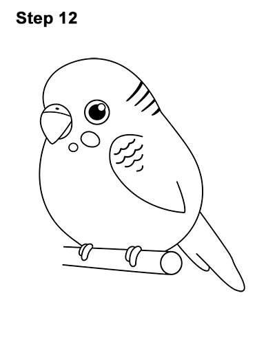 Draw a Cartoon Budgie 12 How to Draw Cute Cartoon Budgie Parakeet Bird 12
