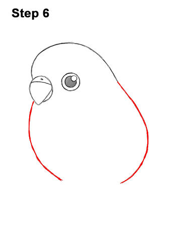 Draw a Cartoon Budgie 6 How to Draw Cute Cartoon Budgie Parakeet Bird 6
