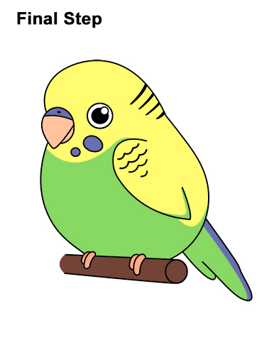 Draw a Cartoon Budgie How to Draw Cute Cartoon Budgie Parakeet Bird