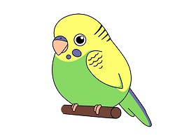 How to Draw a Cute Cartoon Budgie Parakeet Budgerigar
