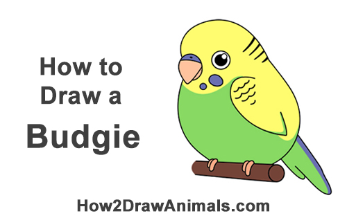 Draw a Cartoon Budgie How to Draw Cute Cartoon Budgie Budgerigar Parakeet Bird