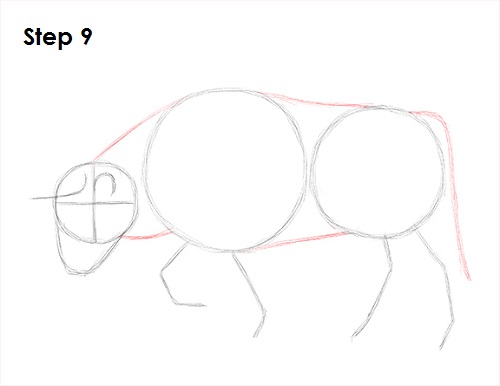 Draw Bull 9