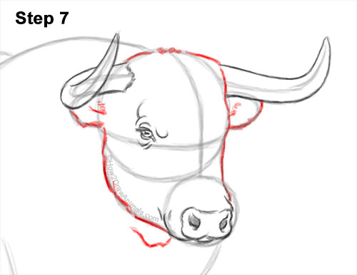 How to Draw a Bull Charging Forward 7