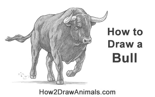 How to Draw a Charging Bull
