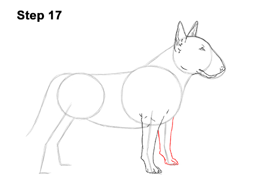 How to Draw a Bull Terrier Dog Puppy Side View 17