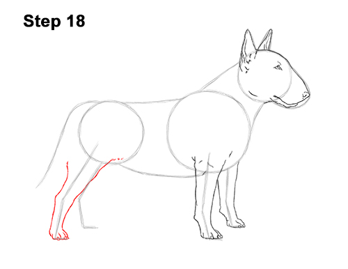 How to Draw a Bull Terrier Dog Puppy Side View 18