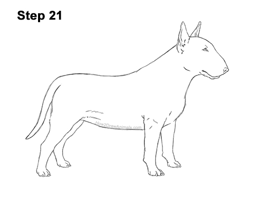 How to Draw a Bull Terrier Dog Puppy Side View 21