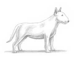 How to Draw a Bull Terrier Puppy Dog