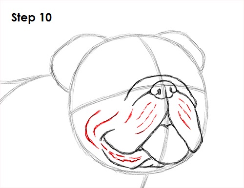 Bulldog Dog Drawing 10 Draw Bulldog 10
