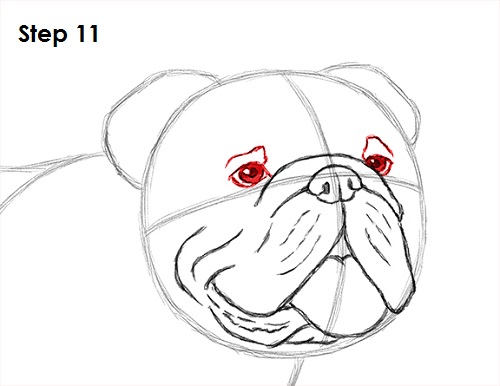 Bulldog Dog Drawing 11 Draw Bulldog 11