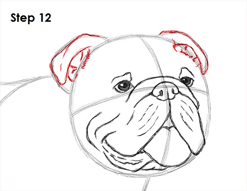Bulldog Dog Drawing 12 Draw Bulldog 12