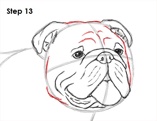 Bulldog Dog Drawing 13 Draw Bulldog 13