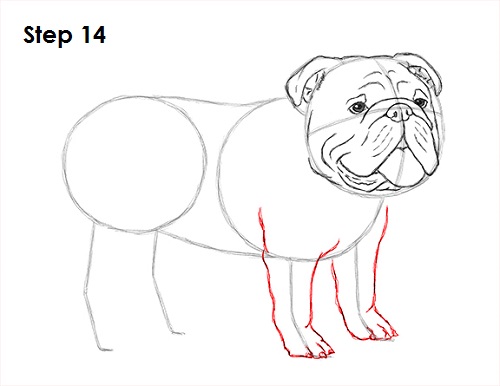 Bulldog Dog Drawing 14 Draw Bulldog 14