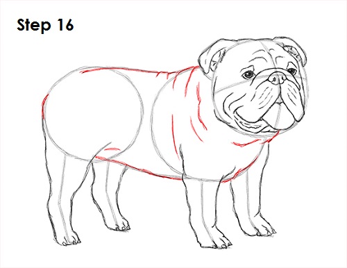 Draw Bulldog 16