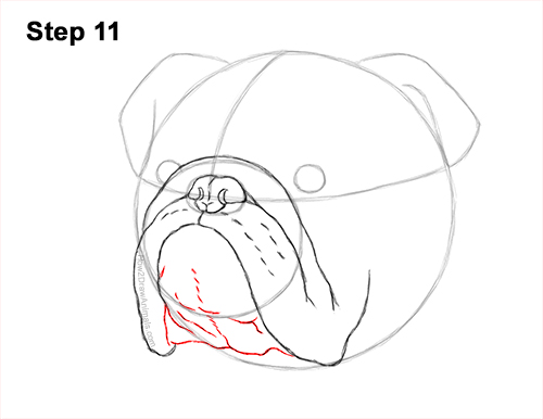 How to Draw a Bulldog Head Portrait Face 11