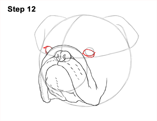 How to Draw a Bulldog Head Portrait Face 12