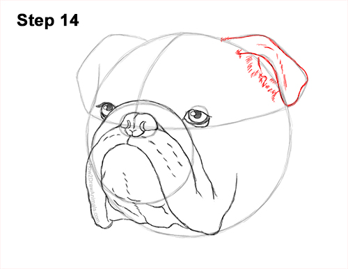 How to Draw a Bulldog Head Portrait Face 14