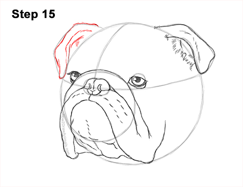 How to Draw a Bulldog Head Portrait Face 15