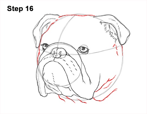 How to Draw a Bulldog Head Portrait Face 16