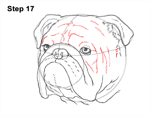 How to Draw a Bulldog Head Portrait Face 17