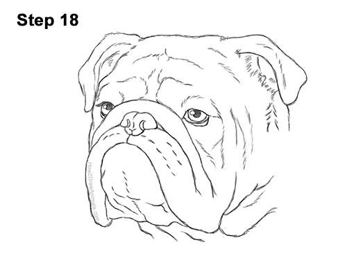 How to Draw a Bulldog Head Portrait Face 18