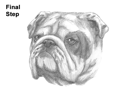 How to Draw a Bulldog Head Portrait Face