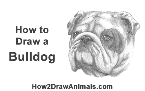 How to Draw a Bulldog Head Portrait Face