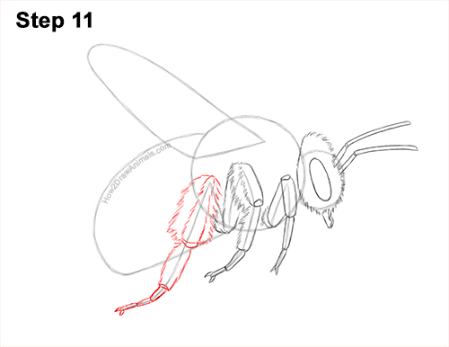 How to Draw a Bumblebee Bee Flying 11