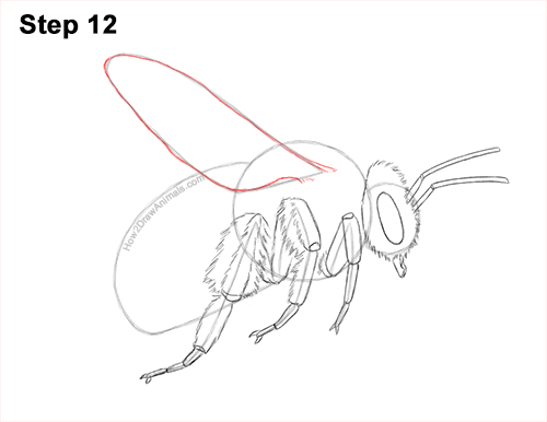 How to Draw a Bumblebee Bee Flying 12