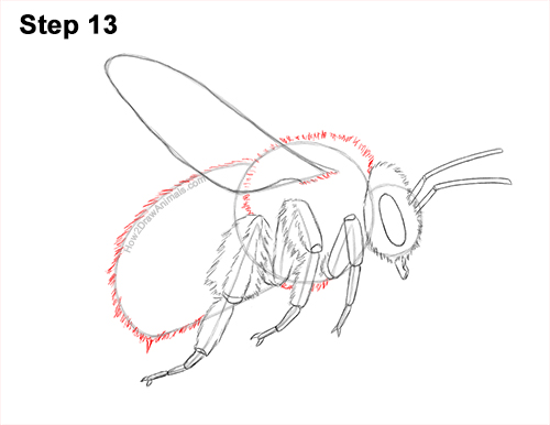How to Draw a Bumblebee Bee Flying 13