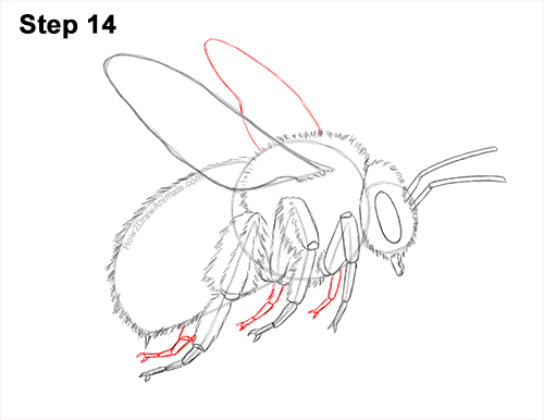 How to Draw a Bumblebee Bee Flying 14