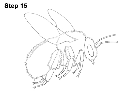 How to Draw a Bumblebee Bee Flying 15