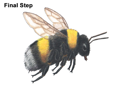 How to Draw a Bumblebee Bee Flying