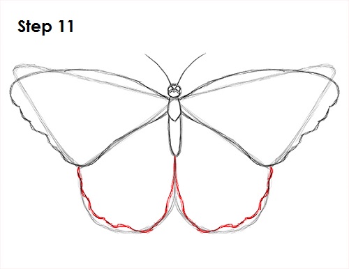 Butterfly Drawing 11 Draw Butterfly 11