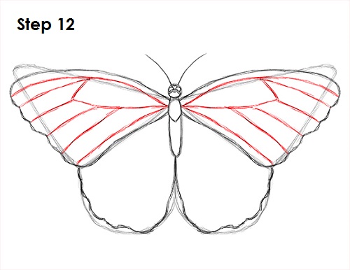 Butterfly Drawing 12 Draw Butterfly 12