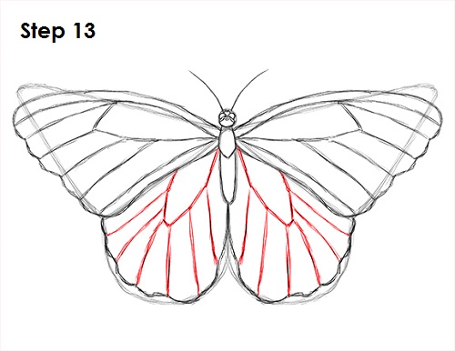 Butterfly Drawing 13 Draw Butterfly 13