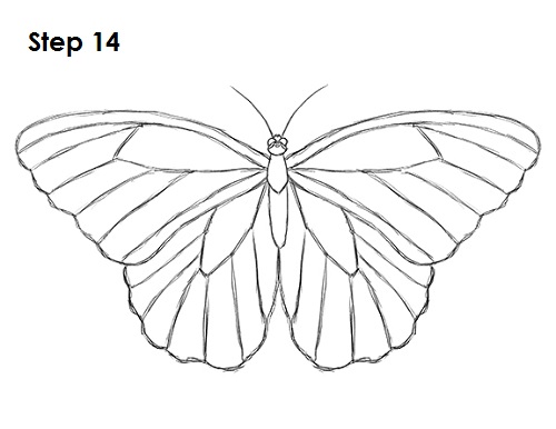 Butterfly Drawing 14 Draw Butterfly 14