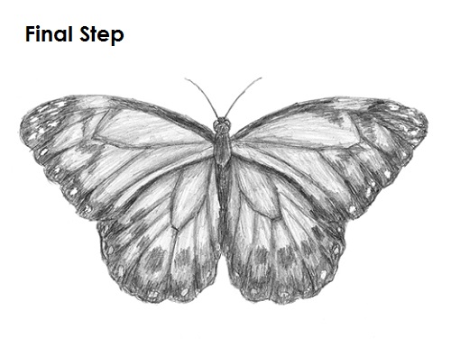 Butterfly Drawing Final Draw Butterfly Final