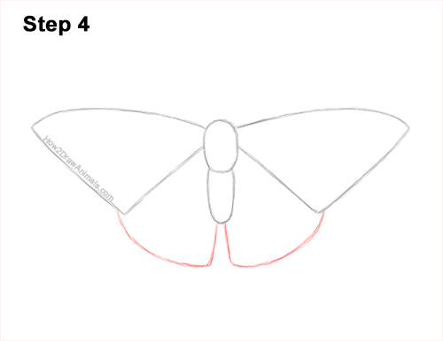 Draw a Painted Lady Butterfly 4 How to Draw a Painted Lady Butterfly Wings 4