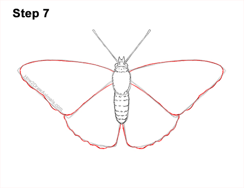 How to Draw a Painted Lady Butterfly Wings 7