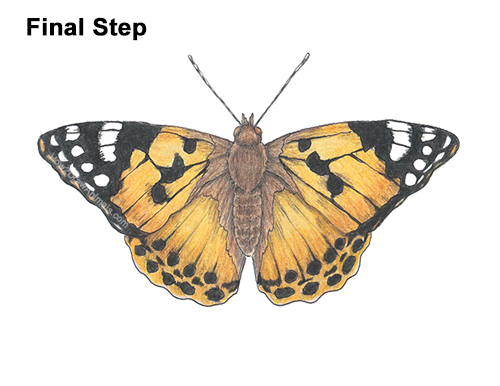 How to Draw a Painted Lady Butterfly Wings