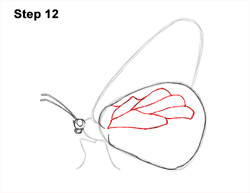 How to Draw a Monarch Butterfly Side Wings 12