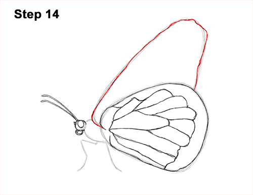 How to Draw a Monarch Butterfly Side Wings 14